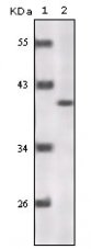 p16INK4a / CDKN2A Antibody - Western blot of P16 mouse mAb against truncated P16 recombinant protein.