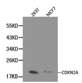 p16INK4a / CDKN2A Antibody - Western blot of extracts from 293T and MCF7 cells.