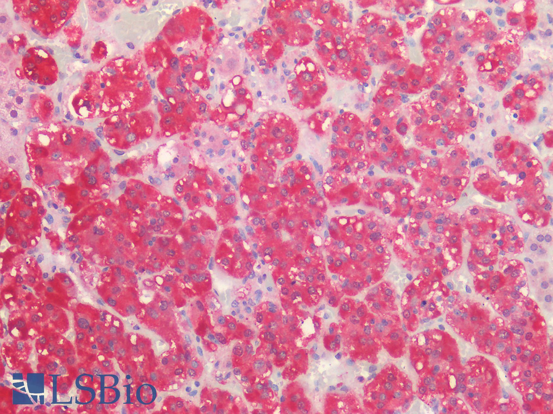P2RX3 / P2X3 Antibody - Human Adrenal: Formalin-Fixed, Paraffin-Embedded (FFPE)