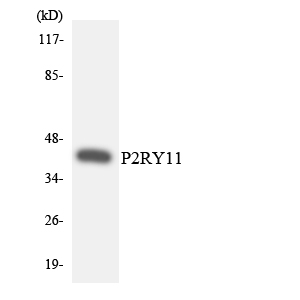 P2RY11 / P2Y11 Antibody - Western blot analysis of the lysates from K562 cells using P2RY11 antibody.