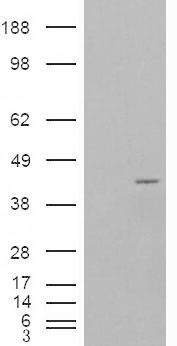 P40PHOX / NCF4 Antibody - HEK293 overexpressing P40PHOX (RC201191) and probed with (mock transfection in first lane).