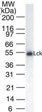 p56lck / LCK Antibody - Western blot analysis for Lck using antibody at 1:1000 dilution against 20 ug/lane of Jurkat cell lysate.