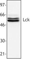 p56lck / LCK Antibody - Jurkat cell extract was resolved by electrophoresis, transferred to nitrocellulose and probed with monoclonal anti-Lck (clone LCK-01) antibody. Proteins were visualized using a goat anti-mouse secondary conjugated to HRP and a chemiluminescence detection system.