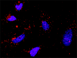 p66 / SHC Antibody - Proximity Ligation Analysis (PLA) of protein-protein interactions between PIK3R1 and SHC1 HeLa cells were stained with anti-PIK3R1 rabbit purified polyclonal 1:1200 and anti-SHC1 mouse monoclonal antibody 1:50. Signals were detected by Duolink 30 Detection.