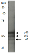 p66 / SHC Antibody - Western blot analysis on MCF-7 cell lysate using anti-SHC1 antibody, dilution 1:2000.