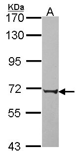 PABPC3 Antibody - Sample (30 ug of whole cell lysate). A: JurKat. 7.5% SDS PAGE. PABPC3 antibody diluted at 1:1000.