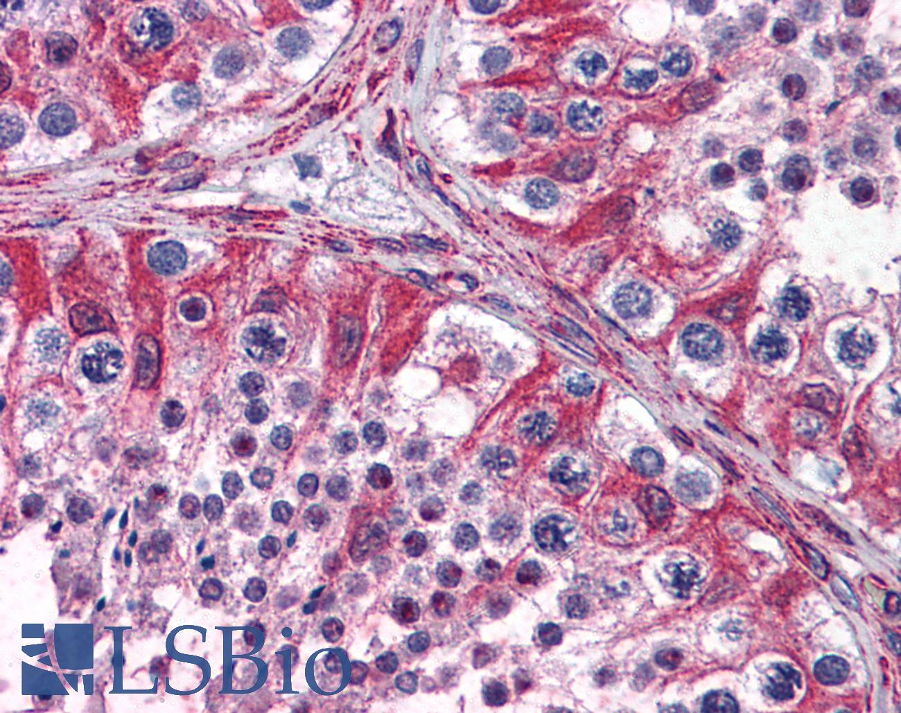 PACE4 / PCSK6 Antibody - Anti-PACE4 antibody IHC of human testis. Immunohistochemistry of formalin-fixed, paraffin-embedded tissue after heat-induced antigen retrieval. Antibody concentration 3.75 ug/ml.