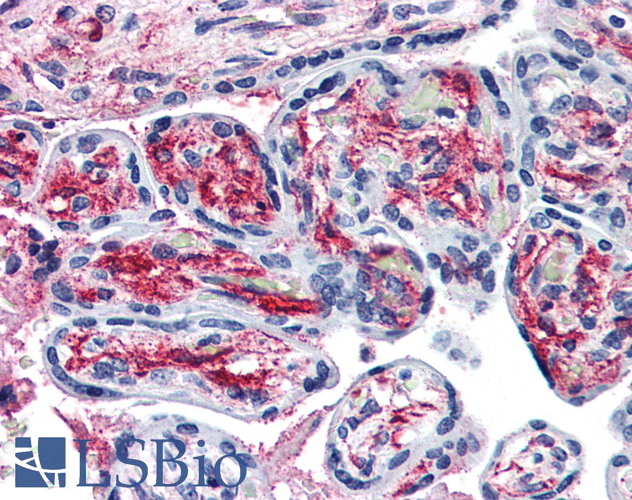 PACE4 / PCSK6 Antibody - Anti-PACE4 antibody IHC of human placenta. Immunohistochemistry of formalin-fixed, paraffin-embedded tissue after heat-induced antigen retrieval.