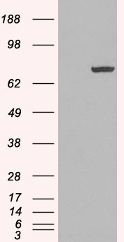 PADI4 / PAD4 Antibody - PADI4 / PAD4 antibody (0.3µg/ml) staining of Human Spleen lysate (35µg protein in RIPA buffer). Detected by chemiluminescence.