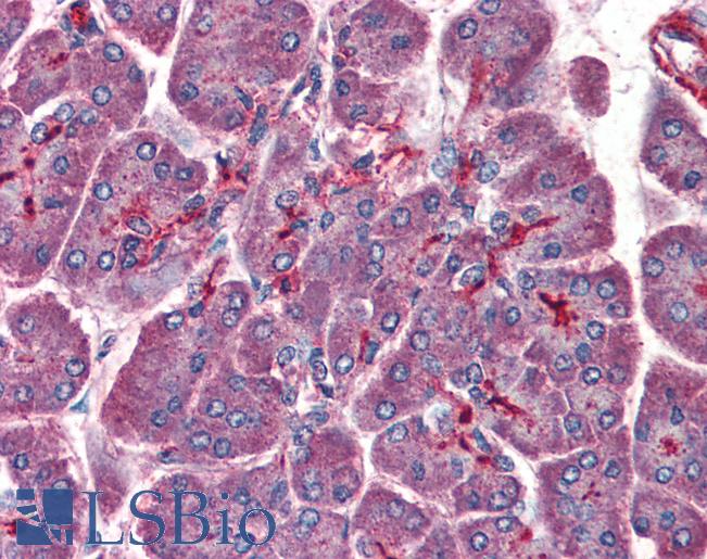 PAFAH1B1 / LIS1 Antibody - Anti-PAFAH1B1 / LIS1 antibody IHC of human pancreas. Immunohistochemistry of formalin-fixed, paraffin-embedded tissue after heat-induced antigen retrieval. Antibody concentration 75 ug/ml.