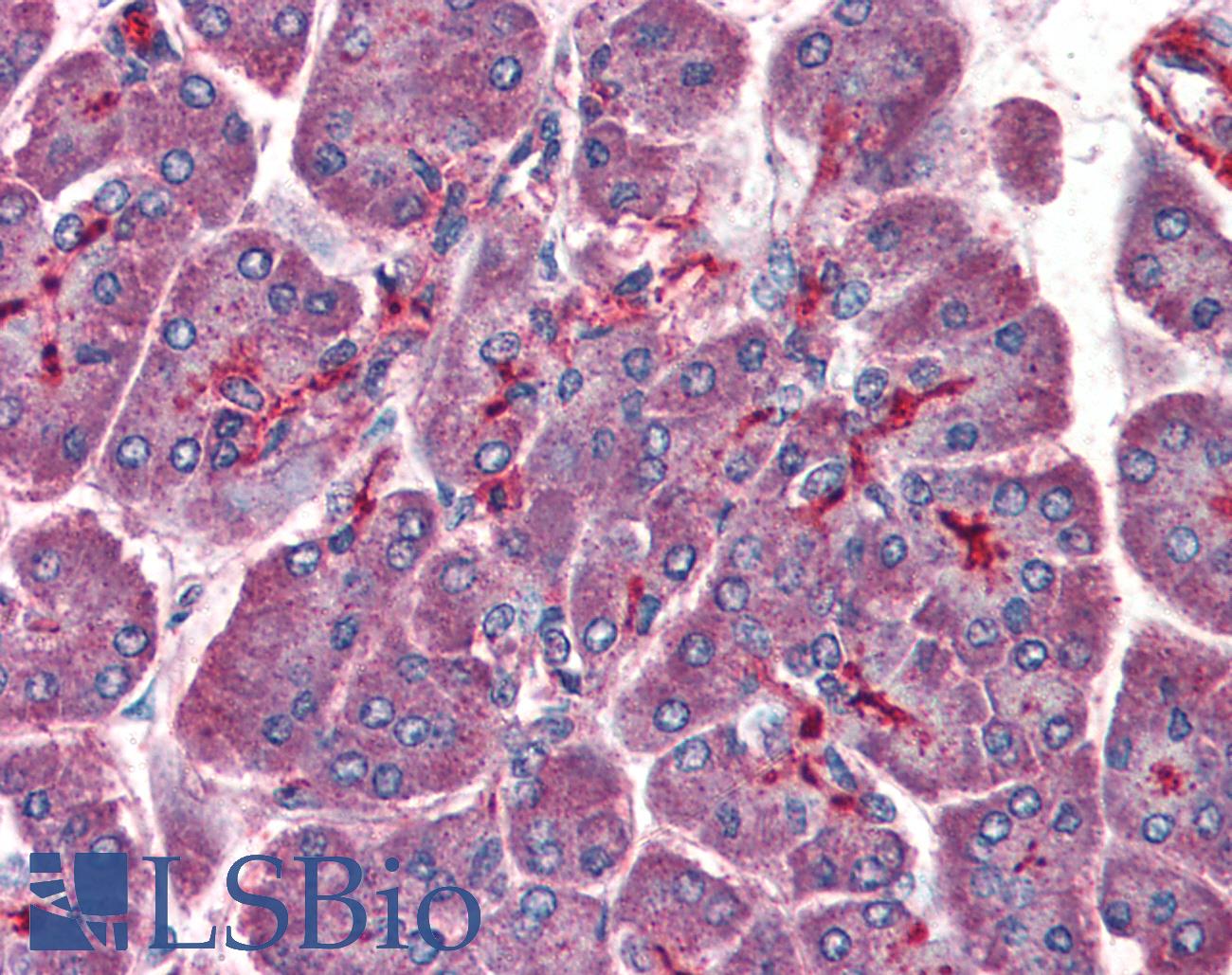 PAFAH1B1 / LIS1 Antibody - Anti-PAFAH1B1 / LIS1 antibody IHC of human pancreas. Immunohistochemistry of formalin-fixed, paraffin-embedded tissue after heat-induced antigen retrieval. Antibody concentration 75 ug/ml.