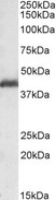 PAFAH1B1 / LIS1 Antibody - PAFAH1B1 / LIS1 antibody (0.1µg/ml) staining of Rat Ovary lysate (35µg protein in RIPA buffer). Primary incubation was 1 hour. Detected by chemiluminescence.