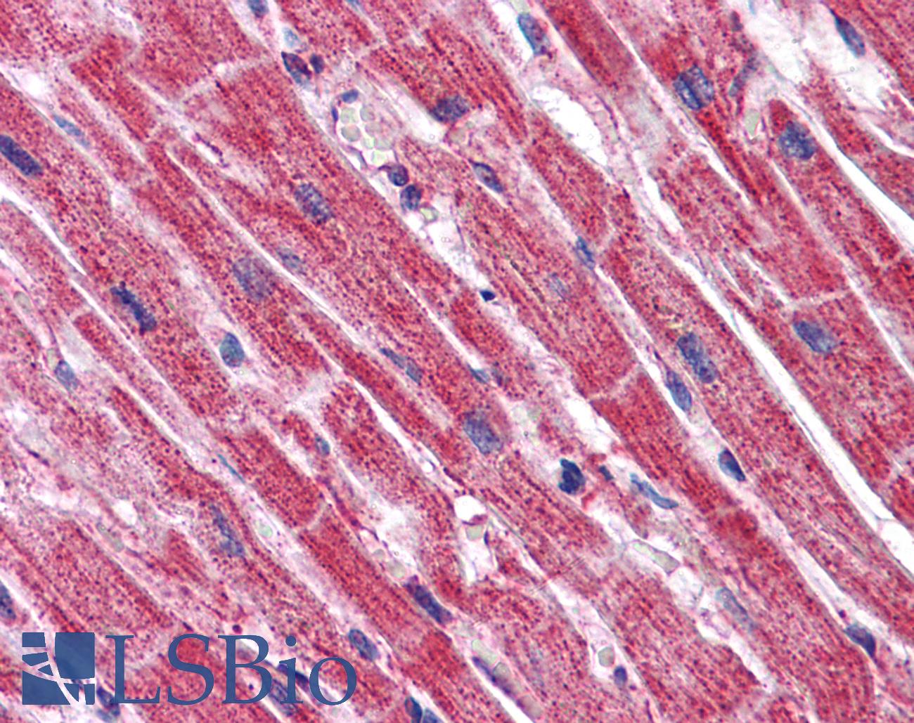 PAGR1 / C16orf53 Antibody - Anti-C16orf53 antibody IHC of human heart. Immunohistochemistry of formalin-fixed, paraffin-embedded tissue after heat-induced antigen retrieval. Antibody concentration 5 ug/ml.