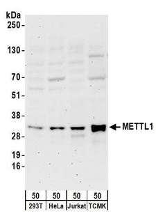 PAI-RBP1 / SERBP1 Antibody - Detection of human and mouse METTL1 by western blot. Samples: Whole cell lysate (50 µg) from HEK293T, HeLa, Jurkat, and mouse TCMK-1 cells. Antibodies: Affinity purified rabbit anti-METTL1 antibody used for WB at 0.4 µg/ml. Detection: Chemiluminescence with an exposure time of 3 minutes.
