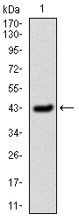 PAI-RBP1 / SERBP1 Antibody - Western blot using SERPINE1 monoclonal antibody against human SERPINE1 (AA: 194-316) recombinant protein. (Expected MW is 45kDa kDa)