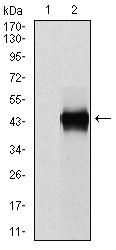 PAI-RBP1 / SERBP1 Antibody - Western blot using SERPINE1 monoclonal antibody against HEK293 (1) and SERPINE1 (AA: 194-316)-hIgGFc transfected HEK293 (2) cell lysate.