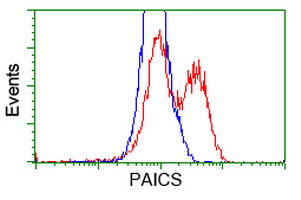 PAICS / ADE2 Antibody - HEK293T cells transfected with either overexpress plasmid (Red) or empty vector control plasmid (Blue) were immunostained by anti-PAICS antibody, and then analyzed by flow cytometry.