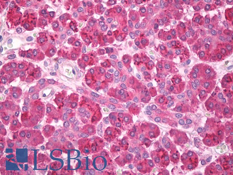 Pancreatic Amylase Antibody - Anti-Pancreatic Amylase antibody IHC of human pancreas. Immunohistochemistry of formalin-fixed, paraffin-embedded tissue after heat-induced antigen retrieval. Antibody dilution 2.5 ug/ml.