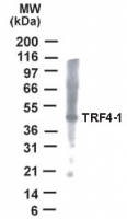 PAPD7 / TRF4-1 Antibody - Detection of TRF4-1 in HeLa cell lysate with anti-TRF4-1 antibody.