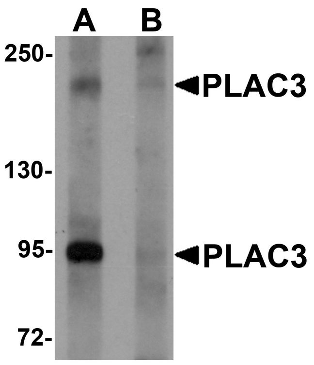 PAPPA2 / Pappalysin 2 Antibody - Western blot analysis of PLAC3 in HeLa cell lysate with PLAC3 antibody at 1 ug/ml in (A) the absence and (B) the presence of blocking peptide.