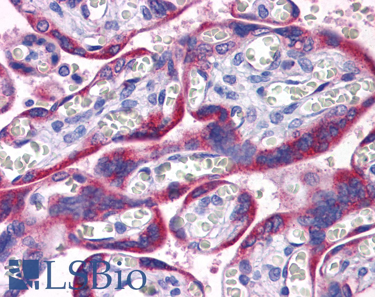 PAPPA2 / Pappalysin 2 Antibody - Anti-PAPPA2 antibody IHC of human placenta. Immunohistochemistry of formalin-fixed, paraffin-embedded tissue after heat-induced antigen retrieval. Antibody concentration 5 ug/ml.