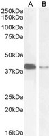 PARD6A / PAR6 Antibody - PARD6A / PAR6 antibody (2µg/ml) staining of Jurkat (A) and U251 (B) cell lysate (35µg protein in RIPA buffer). Detected by chemiluminescence.