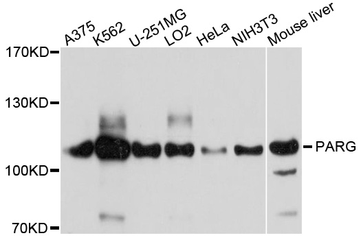 PARG Antibody - Western blot analysis of extracts of various cells.
