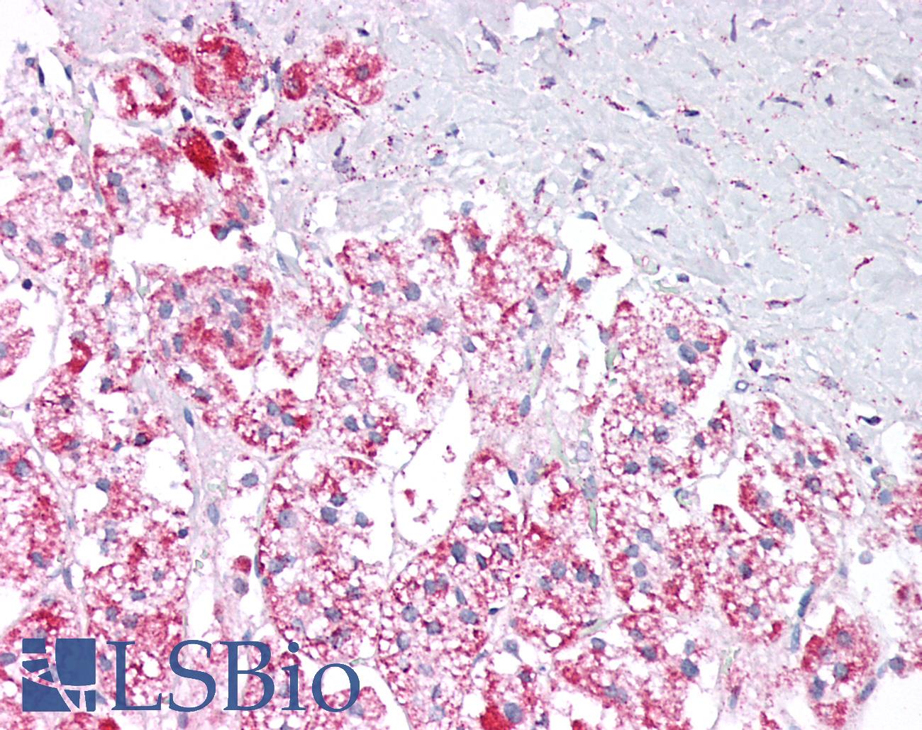 PARG Antibody - Human Adrenal: Formalin-Fixed, Paraffin-Embedded (FFPE)