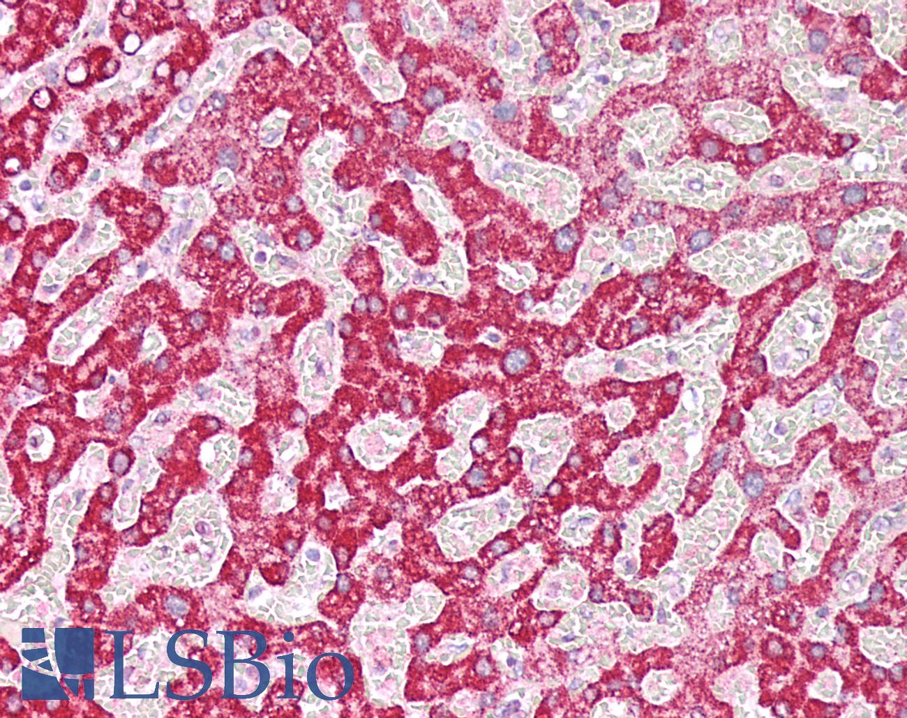 PARG Antibody - Human Liver: Formalin-Fixed, Paraffin-Embedded (FFPE)