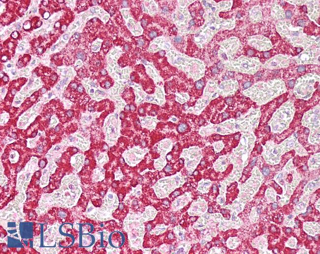 PARG Antibody - Human Liver: Formalin-Fixed, Paraffin-Embedded (FFPE)