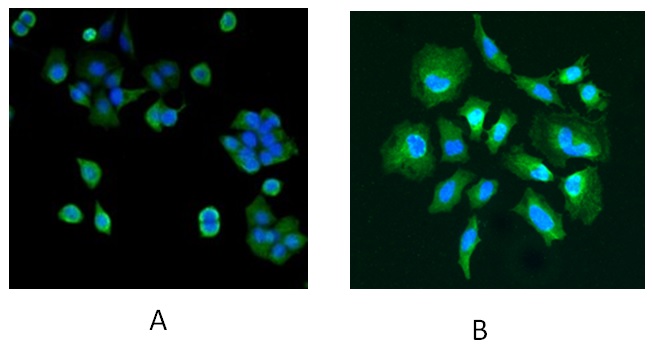 PARK7 / DJ-1 Antibody - Immunofluorescence staining of MCF7 (A) and Hela (B) cells with 5ug/ml antibody. Detected with Rabbit anti-goat IgG-Alexafluor488 antibody at 1:1000. Nuclei Counterstained with DAPI.