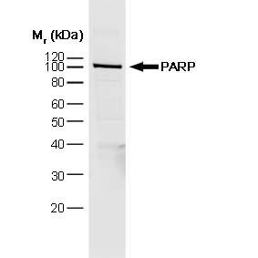 PARP1 Antibody - Western blot analysis of Anti-PARP1 antibody (LS-B3432, 1:1000 dilution; 20 µg of nuclear extract per lane). Lane 1: HeLa cell line. Antibody produced band at ~110 kDa
