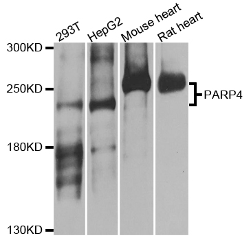 PARP4 / VPARP Antibody - Western blot analysis of extracts of various cell lines.