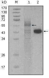 PAWR / PAR4 Antibody - Western blot using PAR4 mouse monoclonal antibody against full-length Trx-Par4 recombinant protein (1) and HeLa cell lysate (2).