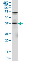 PAX5 Antibody - PAX5 monoclonal antibody clone 8F9. Western blot of PAX5 expression in IMR-32.