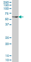 PAX7 Antibody - PAX7 monoclonal antibody clone 1E12 Western blot of PAX7 expression in NIH/3T3.