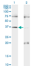 PAX9 Antibody - Western blot of PAX9 expression in transfected 293T cell line by PAX9 monoclonal antibody, clone 3B8.
