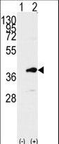 PBK / TOPK Antibody - Western blot of PBK (arrow) using rabbit polyclonal PBK Antibody (C-term C300). 293 cell lysates (2 ug/lane) either nontransfected (Lane 1) or transiently transfected with the PBK gene (Lane 2) (Origene Technologies).