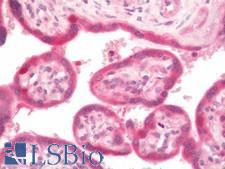 PBK / TOPK Antibody - Human Placenta: Formalin-Fixed, Paraffin-Embedded (FFPE)