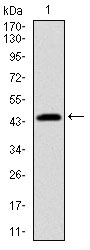 PBK / TOPK Antibody - Western blot using PBK monoclonal antibody against human PBK (AA: 50-230) recombinant protein. (Expected MW is 45.8 kDa)