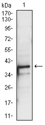 PBK / TOPK Antibody - Western blot using PBK mouse monoclonal antibody against A431 (1) cell lysate.