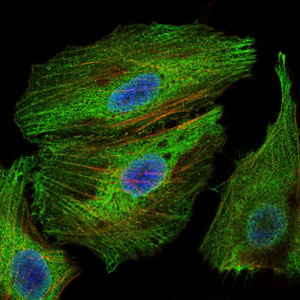PBK / TOPK Antibody - Immunofluorescence of HeLa cells using PBK mouse monoclonal antibody (green). Blue: DRAQ5 fluorescent DNA dye. Red: Actin filaments have been labeled with Alexa Fluor-555 phalloidin.