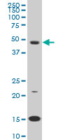 PBX3 Antibody - Western blot of PBX3 expression in K-562.
