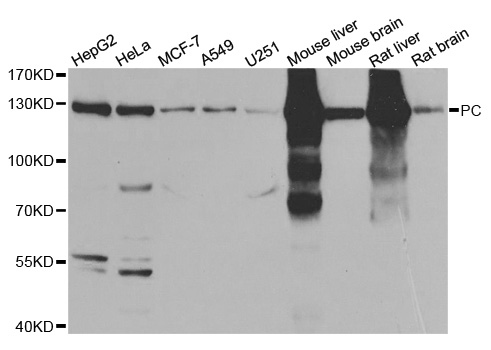 PC / Pyruvate Carboxylase Antibody - Western blot analysis of extracts of various cell lines.