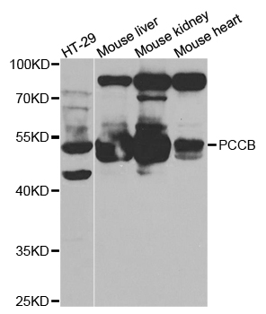 PCCB Antibody - Western blot analysis of extracts of various cell lines, using PCCB antibody.