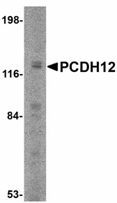 PCDH12 / VE-Cadherin-2 Antibody - Western blot of PCDH12 in K562 cell lysate with PCDH12 antibody at 2 ug/ml.