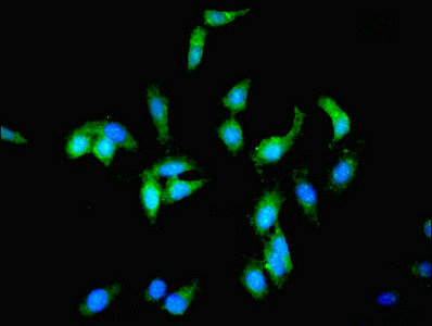 PCK1 Antibody - Immunofluorescent analysis of Hela cells using PCK1 Antibody at dilution of 1:100 and Alexa Fluor 488-congugated AffiniPure Goat Anti-Rabbit IgG(H+L)