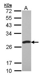 PCMT1 Antibody - Sample (30 ug of whole cell lysate). A:293T. 12% SDS PAGE. PCMT1 antibody diluted at 1:1000.