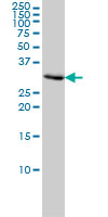 PCNA Antibody - PCNA monoclonal antibody (M02), clone 1G7 Western Blot analysis of PCNA expression in HeLa.