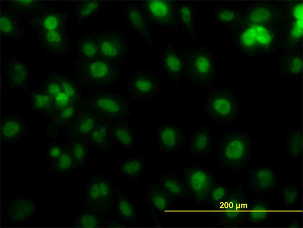 PCNA Antibody - Immunofluorescence of monoclonal antibody to PCNA on HeLa cell. [antibody concentration 10 ug/ml]